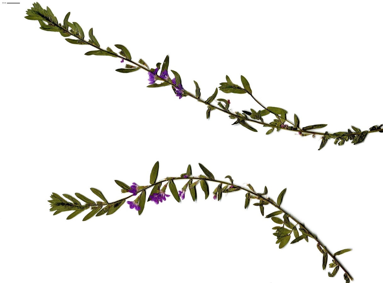Lythrum junceum (Lythraceae)